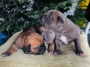 Cane Corso kölykök EUch, WCh vonallal  garanciával tenyésztőtől eladók - kép 13