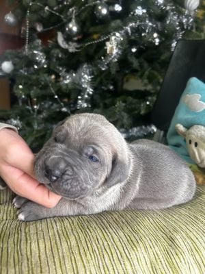 Cane Corso kölykök EUch, WCh vonallal  garanciával tenyésztőtől eladók - kép 12