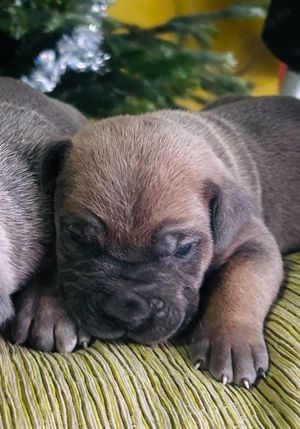 Cane Corso kölykök EUch, WCh vonallal  garanciával tenyésztőtől eladók - kép 5