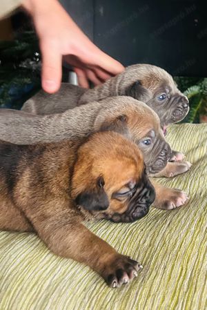 Cane Corso kölykök fulvo, szürke szinben garanciával tenyésztőtől eladók