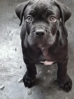 Eladó Cane Corso kiskutya - kép 3