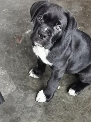 Eladó Cane Corso kiskutya