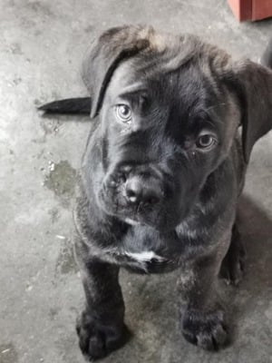 Eladó Cane Corso kiskutya - kép 2