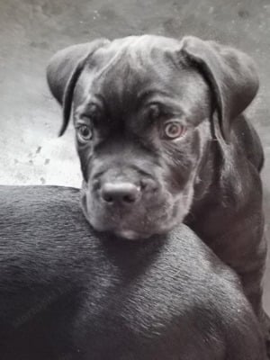 Eladó Cane Corso kiskutya - kép 5