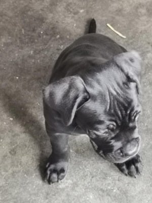 Eladó Cane Corso kiskutya - kép 6