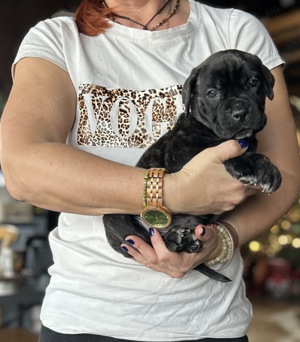 Cane Corso kiskutyák foglalhatók - kép 2