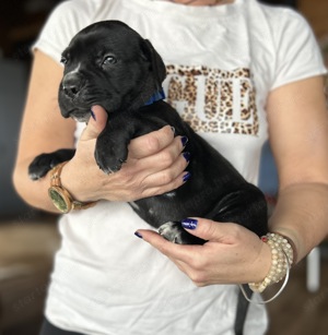 Cane Corso kiskutyák foglalhatók - kép 5