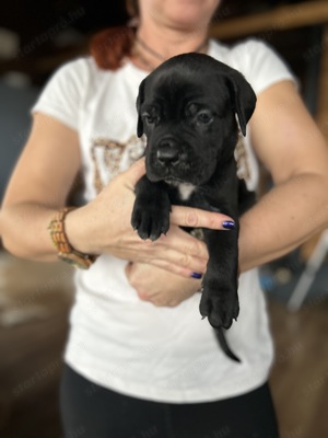 Cane Corso kiskutyák foglalhatók - kép 6