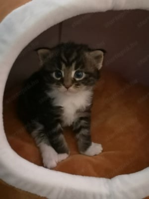 Maine Coon kiscicák keresik szerető gazdájukat 