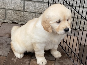 Golden retriever kiskutyák eladók  - kép 3