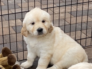 Golden retriever kiskutyák eladók  - kép 2