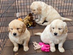 Golden retriever kiskutyák eladók 