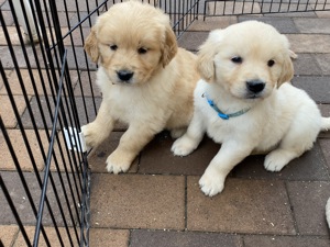 Golden retriever kiskutyák eladók  - kép 4