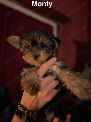 Yorkshire Terrier kiskutyák 