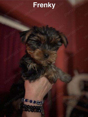 Yorkshire Terrier kiskutyák  - kép 3