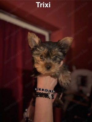 Yorkshire Terrier kiskutyák  - kép 2