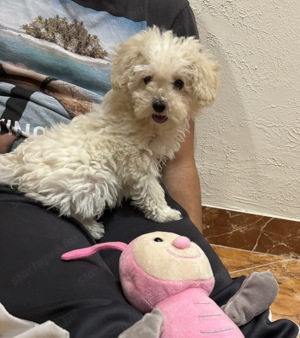 Maltipoo kislány baba Toy uszkár apától - kép 3