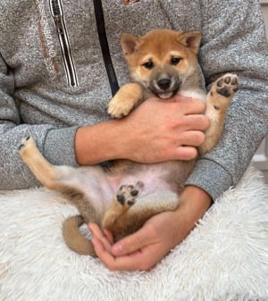 Shiba inu kisfiú baba 