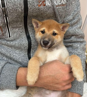 Shiba inu kisfiú baba  - kép 2