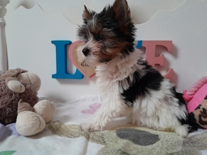 Gyönyörű szép Biewer Yorkshire terrier kislány (yorki) - kép 5