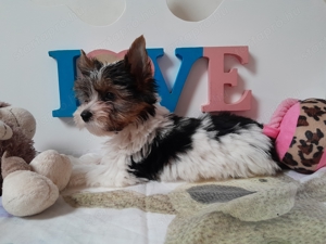 Gyönyörű szép Biewer Yorkshire terrier kislány (yorki) - kép 3