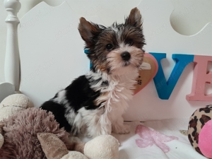 Gyönyörű szép Biewer Yorkshire terrier kislány (yorki) - kép 4