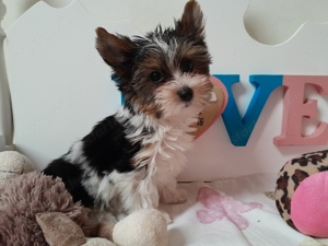 Gyönyörű szép Biewer Yorkshire terrier kislány (yorki) - kép 2