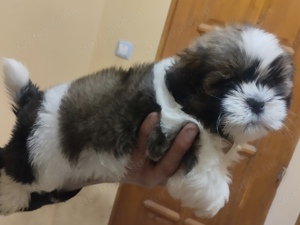 2 Shihtzu Kan Gazdikereső  - kép 2