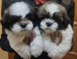 2 Shihtzu Kan Gazdikereső  - kép 4