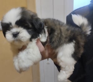 2 Shihtzu Kan Gazdikereső  - kép 3