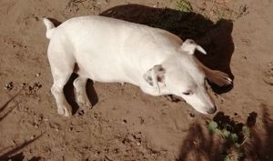 Jack Russel terrier kiskutyák - kép 4