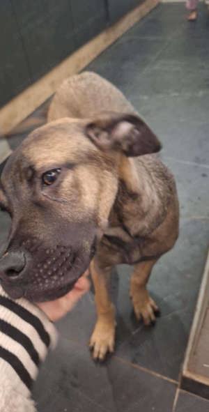 Cane corso