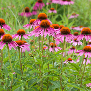 Értékesítése Echinacea bíborfű (Echinacea Purple Herb) ömlesztve a gyártótól a legjobb áron - kép 5