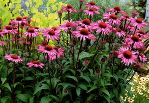 Értékesítése Echinacea bíborfű (Echinacea Purple Herb) ömlesztve a gyártótól a legjobb áron - kép 3