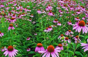 Értékesítése Echinacea bíborfű (Echinacea Purple Herb) ömlesztve a gyártótól a legjobb áron - kép 4