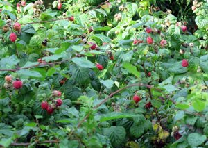 Értékesítése Málna levél (Raspberry Leaf) ömlesztve a gyártótól a legjobb áron - kép 3