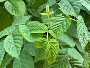 Értékesítése Málna levél (Raspberry Leaf) ömlesztve a gyártótól a legjobb áron - kép 4