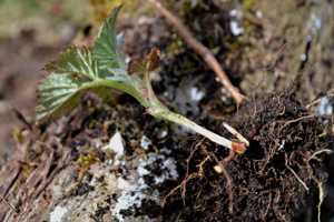 Értékesítése Málna gyökér (Raspberry Root) ömlesztve a gyártótól a legjobb áron - kép 3