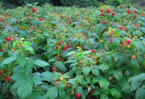 Értékesítése Málna gyökér (Raspberry Root) ömlesztve a gyártótól a legjobb áron - kép 5