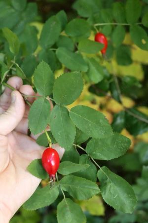 Értékesítése Csipkebogyó levél (Rosehip Leaf) ömlesztve a gyártótól a legjobb áron - kép 4