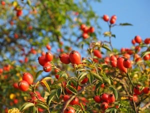 Értékesítése Csipkebogyó gyümölcs (Rosehip Fruit) ömlesztve a gyártótól a legjobb áron - kép 5