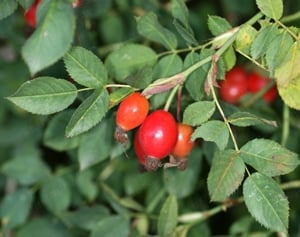 Értékesítése Csipkebogyó gyümölcs (Rosehip Fruit) ömlesztve a gyártótól a legjobb áron - kép 3