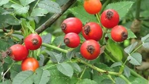 Értékesítése Csipkebogyó magvak (Rosehip Seeds) ömlesztve a gyártótól a legjobb áron - kép 3