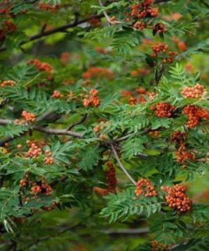 Értékesítése Rowan gyümölcsök (Rowan Berries) ömlesztve a gyártótól a legjobb áron - kép 3