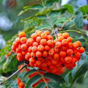 Értékesítése Rowan gyümölcsök (Rowan Berries) ömlesztve a gyártótól a legjobb áron - kép 2