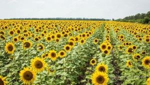 Értékesítése Napraforgó szirom (Sunflower Petals) ömlesztve a gyártótól a legjobb áron - kép 3