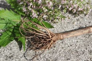 Értékesítése Valerian gyökér (Valerian Root) ömlesztve a gyártótól a legjobb áron - kép 2