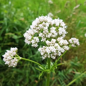 Értékesítése Valerian gyökér (Valerian Root) ömlesztve a gyártótól a legjobb áron - kép 4