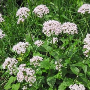 Értékesítése Valerian gyökér (Valerian Root) ömlesztve a gyártótól a legjobb áron - kép 3