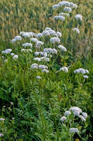 Értékesítése Valerian gyökér (Valerian Root) ömlesztve a gyártótól a legjobb áron - kép 5